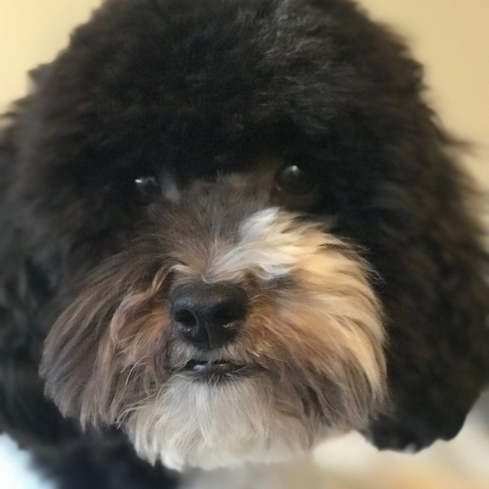 Meet your Posher, Chance